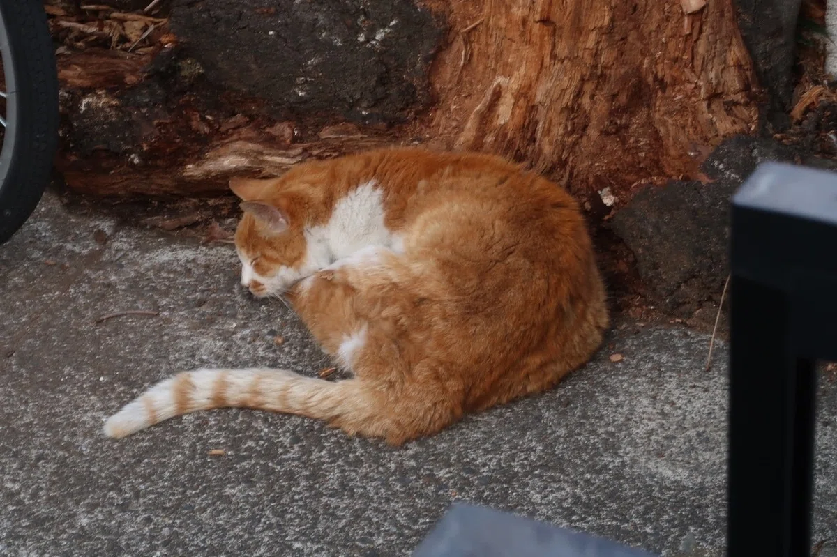 画像19