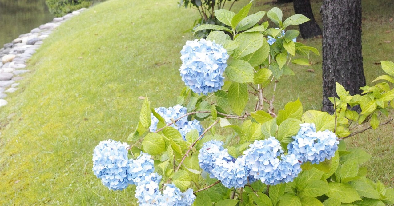好きな花は紫陽花 という6月のお話。｜ginfizz