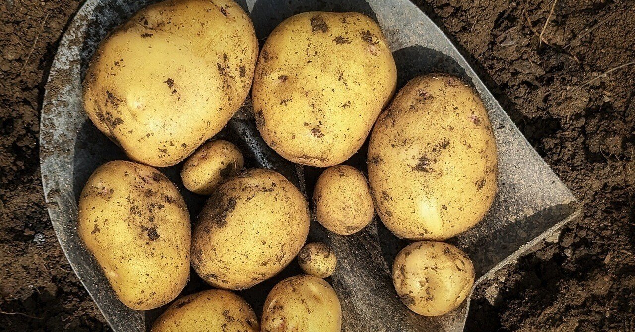 春ジャガの本格的な収穫作業に入りましたぞ|annon 春ジャガの本格的な収穫作業に入りましたぞ|annon