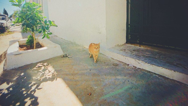 La Marsa / Tunisia チュニジア、ラ・マルサ。住宅街を歩く猫。正面。