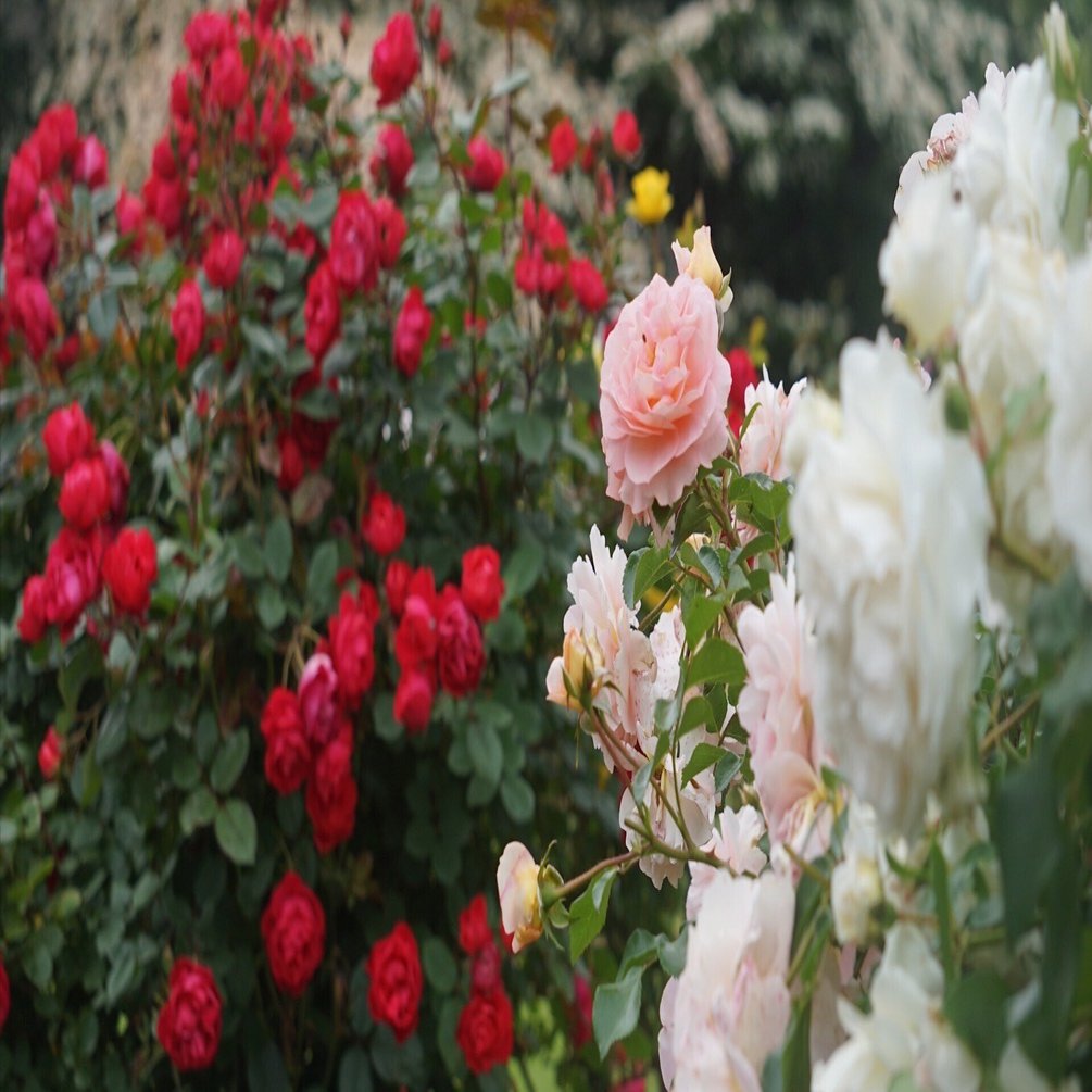 さらなる美を求めて…岩瀬牧場ローズガーデン（福島県鏡石町）｜まひろ