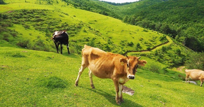 山々を颯爽と歩いているのは、牛たちだった