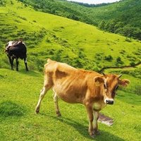 世界の国がもし2頭の牛を飼っていたら よしみん ボノボリアン Note