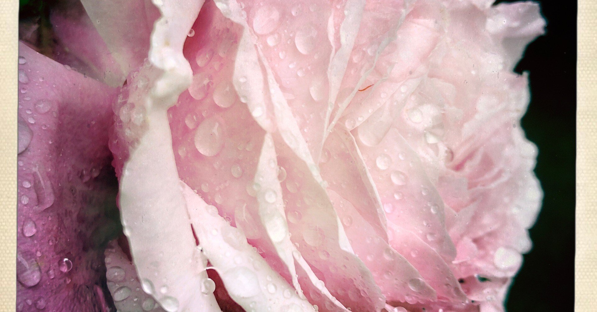 ネリー・ザックスに惹かれている。｜もくず