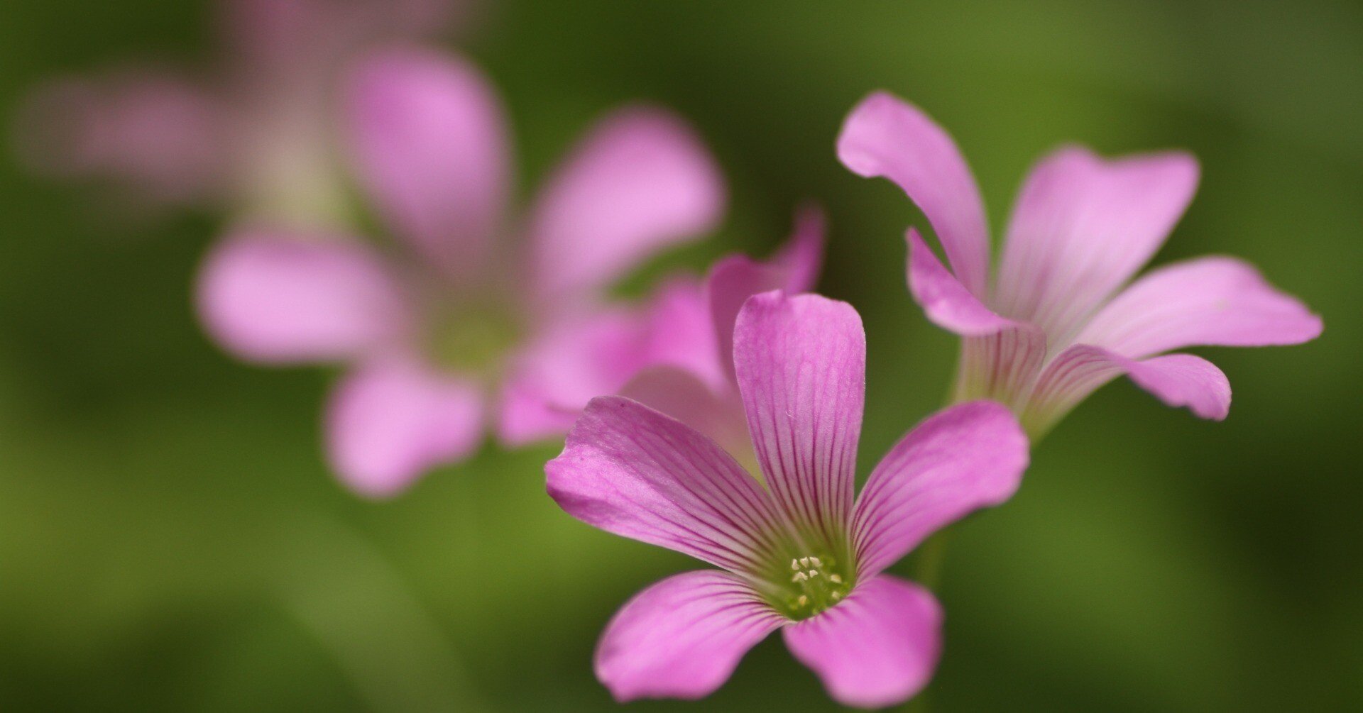 花便り＞大神神社の笹百合｜清愁