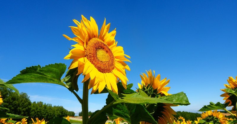 潤花の退団に捧ぐ