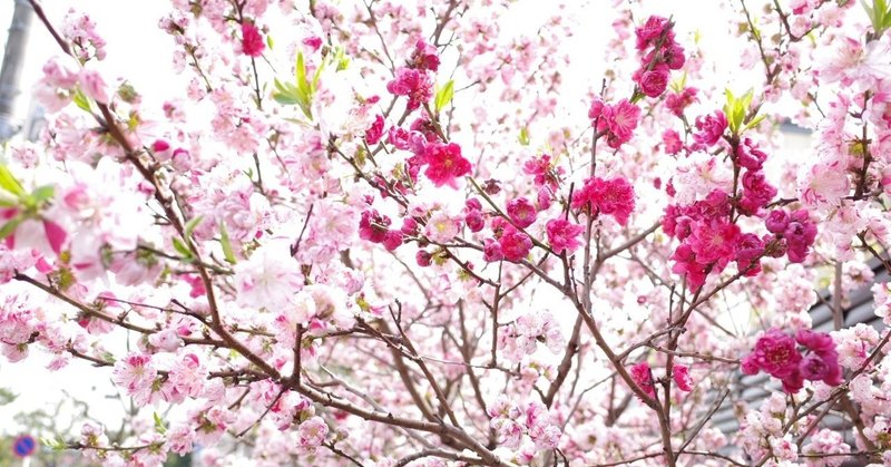 週末に撮った満開の桜の写真