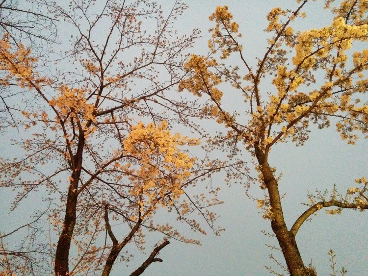 春休み、関東に来ています。
北海道ではまだまだ桜は見られないので、一足先に見れました🌸