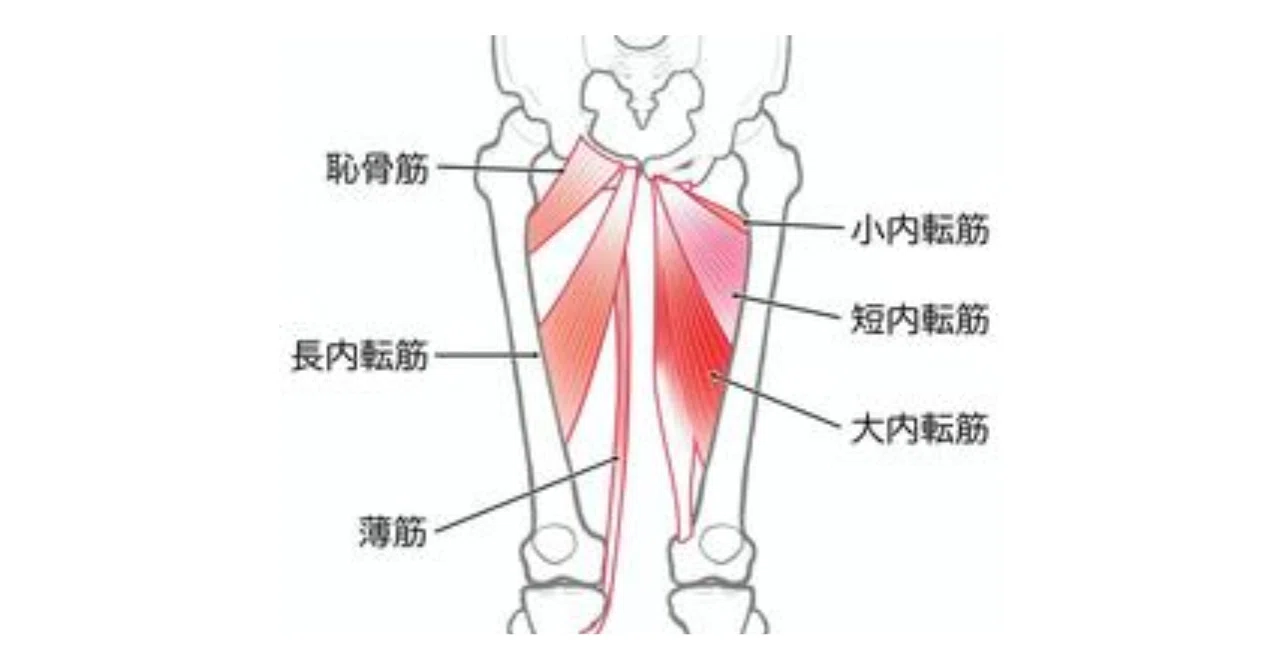 人工股関節置換術後に内ももの筋肉が強張る原因って?①|中尾量/ジョイントフィットネス