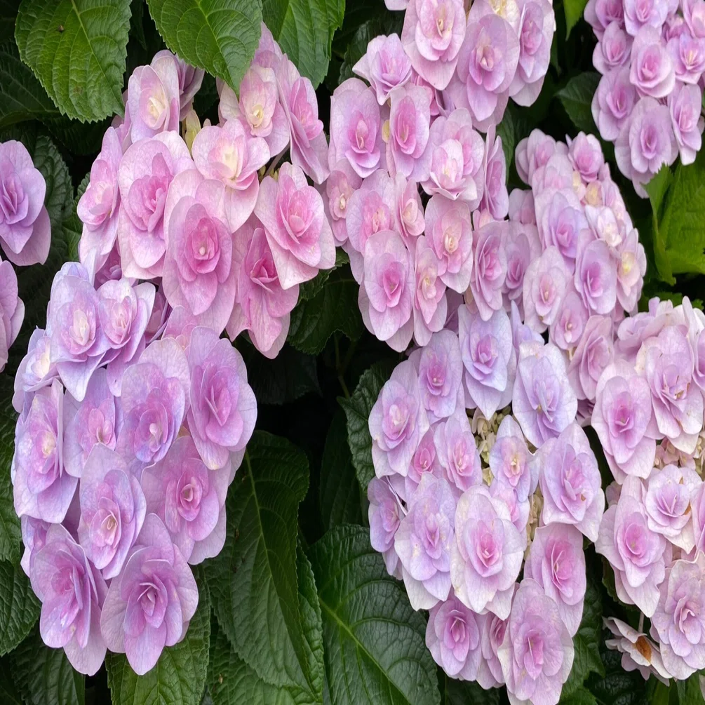 265 紫陽花の季節・写真を撮りに津へ｜揺蕩う旅人・なお（ミヤコカエデ）