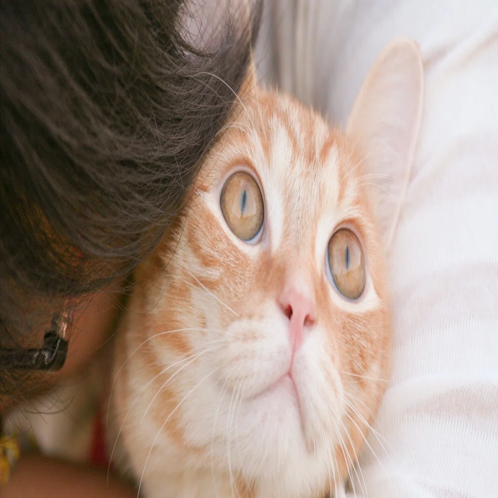 猫ちゃんと一緒の写真、撮れてますか？｜猫写真家 猫田晃広（Akihiro