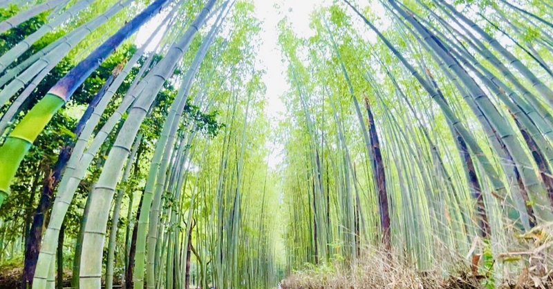 はんなり京都旅⑤ 嵐山