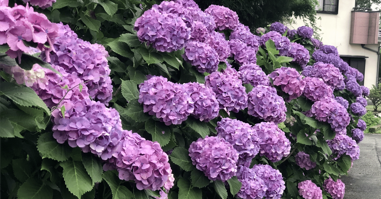 切花　紫陽花　リン　ピカソ　各1本 切花 紫陽花 リン ピカソ 各1本 花束・切花