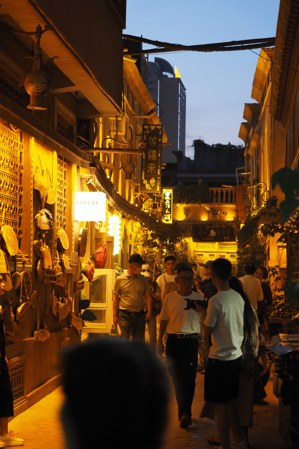 【1ぺア】パルナシウス・アポロ（中国/新疆省） Copiapoa cinerea ssp. columna-alba yellow spiny JN1296 NP