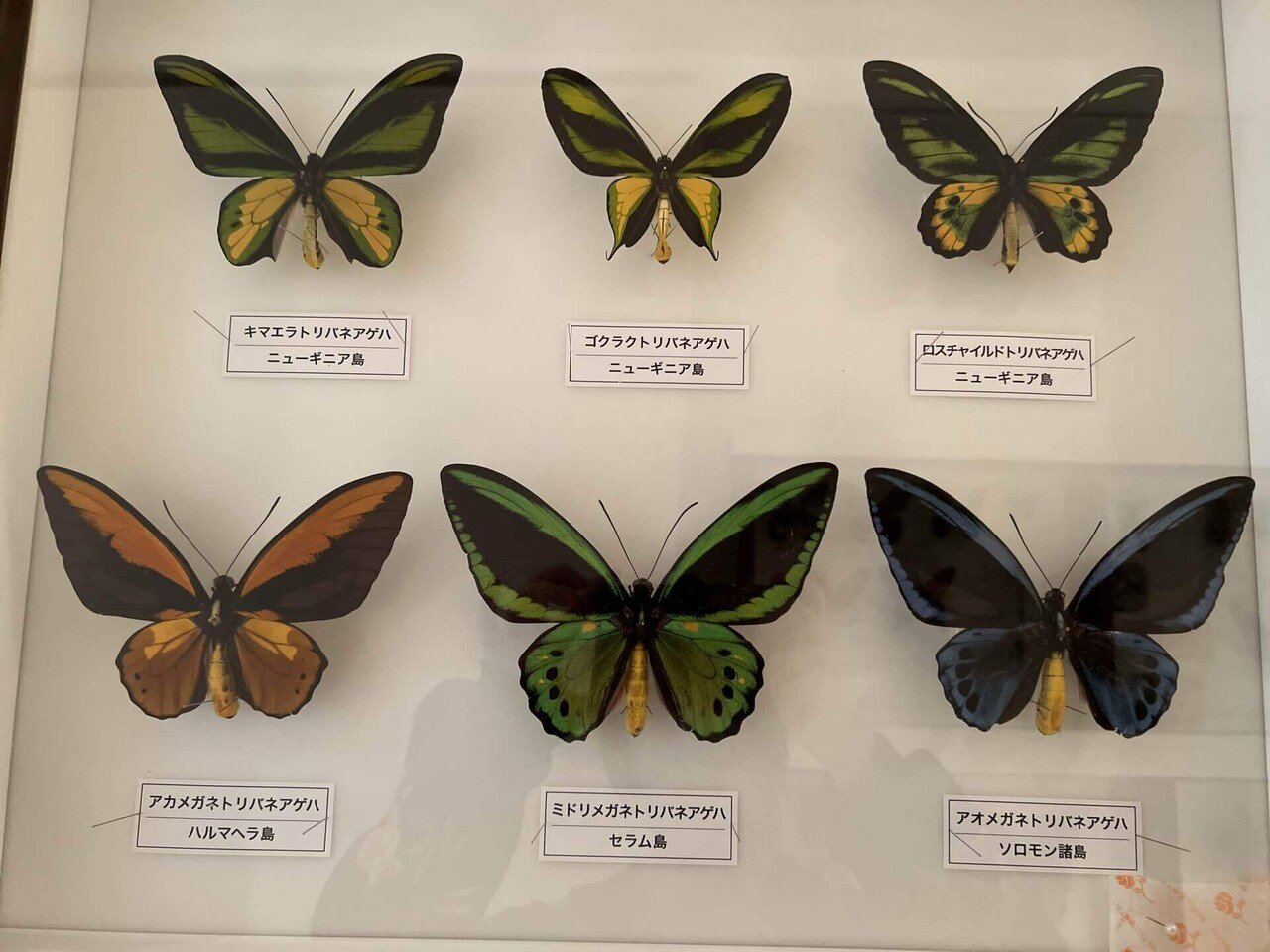 蝶標本 アオメガネトリバネアゲハ ソロモン産 1ペア 蝶標本 アオ