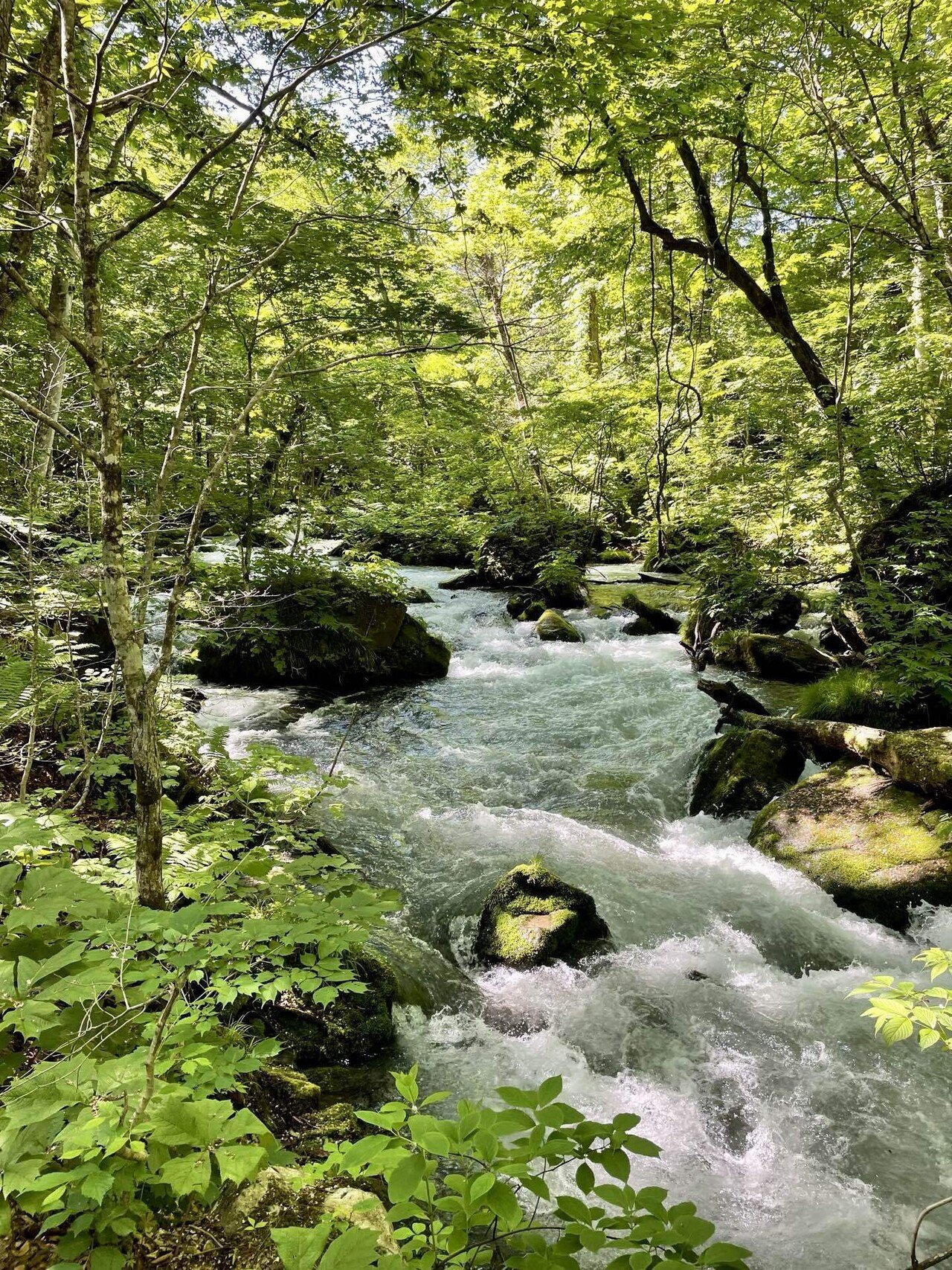 私が一番好きな場所、新緑の奥入瀬渓流を歩く。｜Kaori
