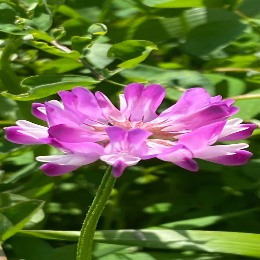 紫雲英｜EGGSEED
