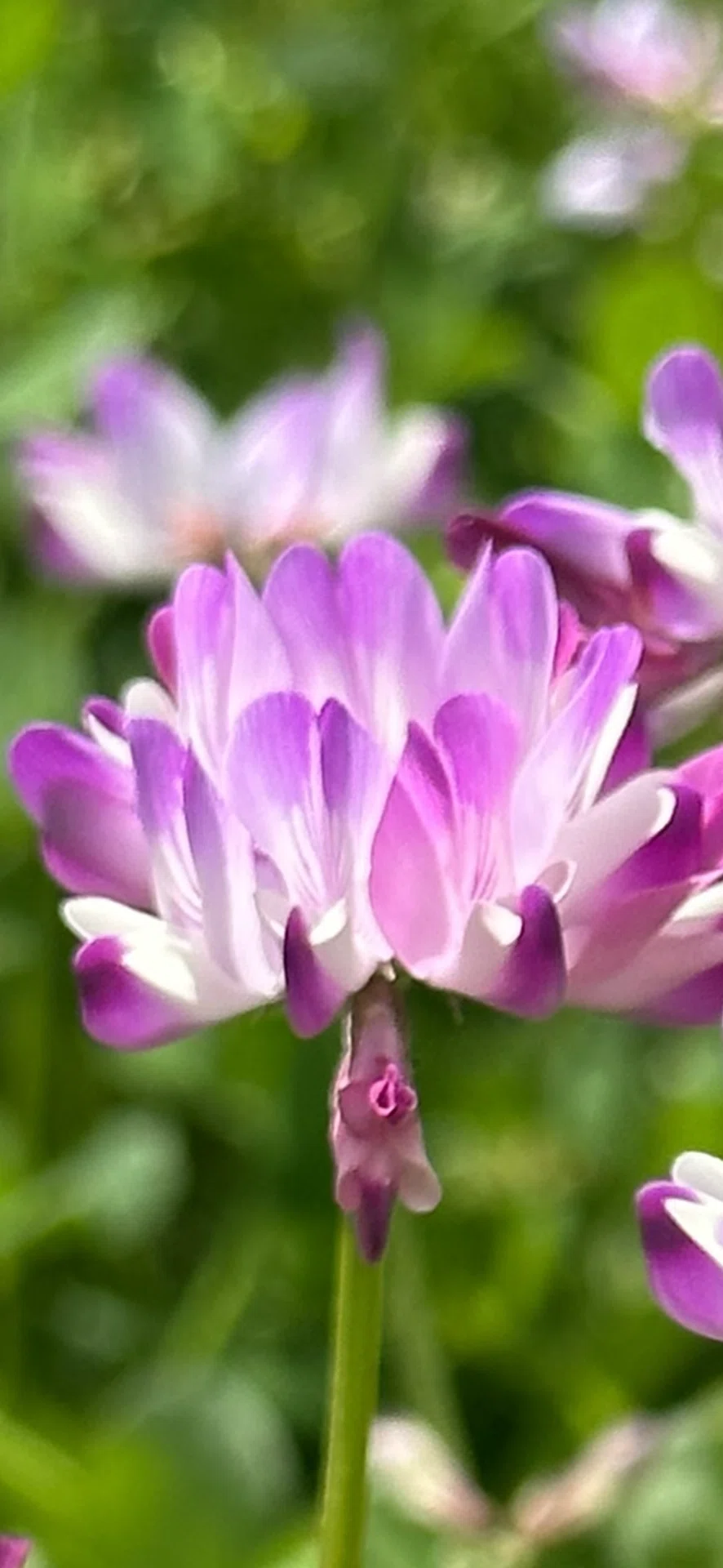 紫雲英｜EGGSEED