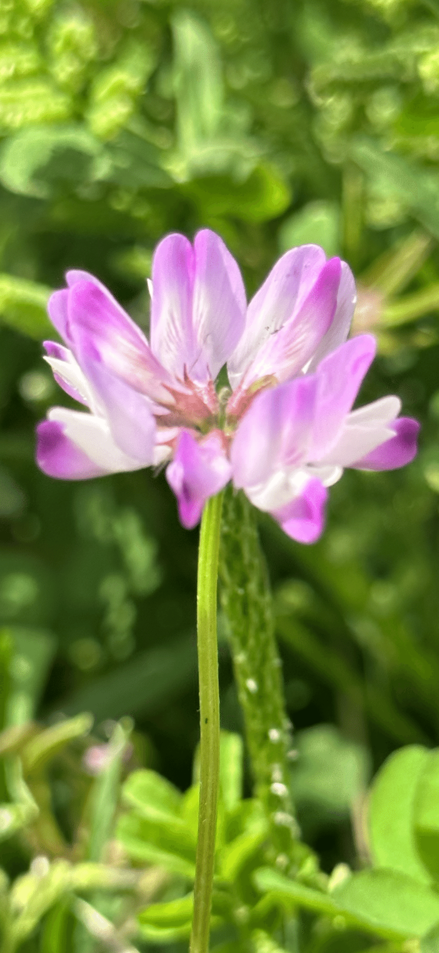 れんげ 紫雲英 20kg 紫雲英｜EGGSEED