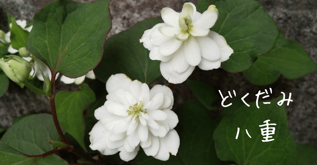 八重のどくだみの花は清楚にして可憐そしてマッチョ｜ほなみまさと