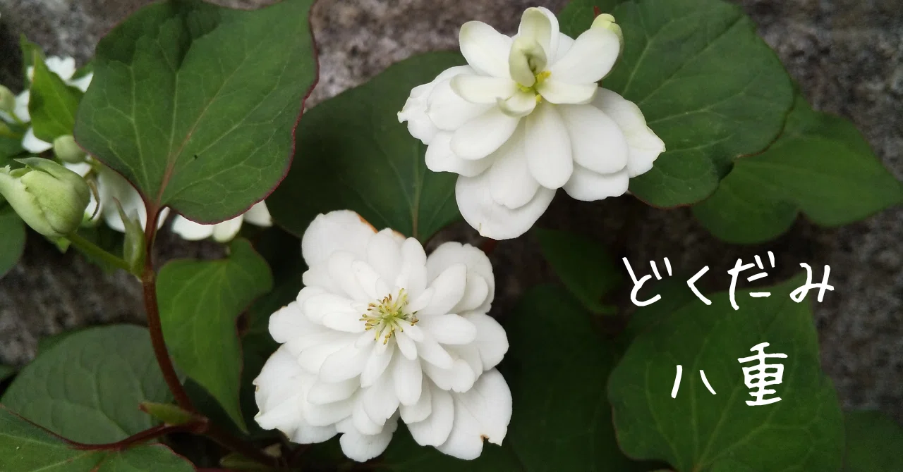 八重のどくだみの花は清楚にして可憐そしてマッチョ｜ほなみまさと