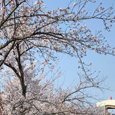 キャロカゼ