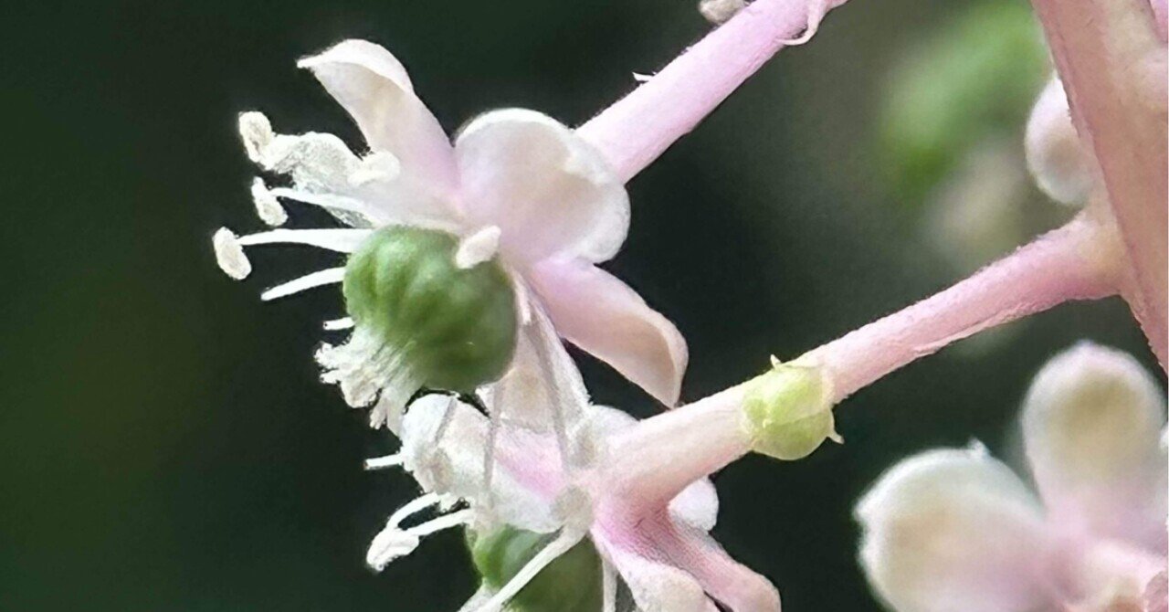 植物図鑑 『有毒編』 - 有毒植物｜EGGSEED｜note