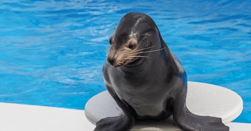 海洋生物とのふれあい〜勝浦海中公園と鴨川シーワールド