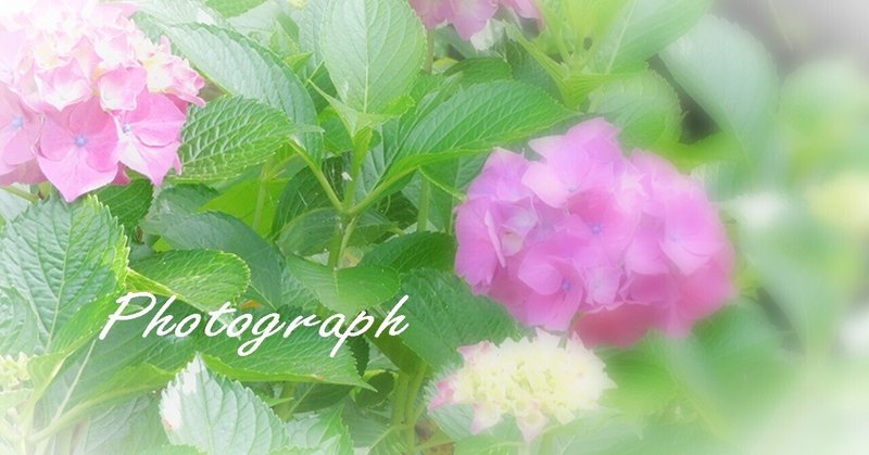 【photograph】6月の花