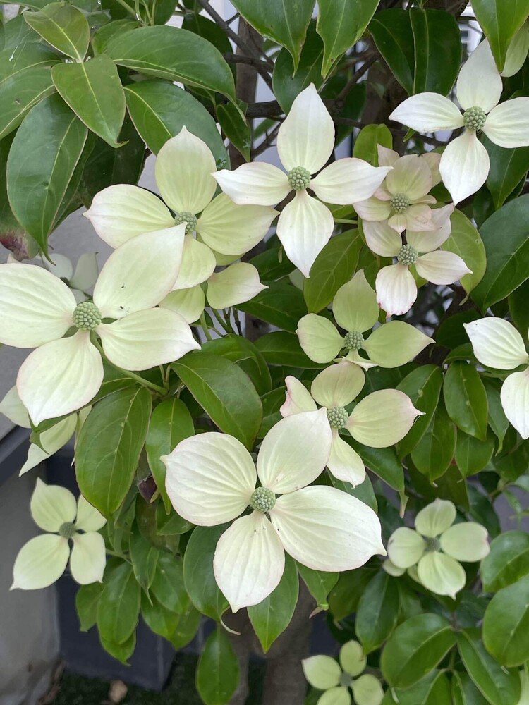 白というより少し黄緑がかった花。ヤマボウシが咲くと、初夏、少しずつ夏が近づいていると感じます。花言葉は「友情」江戸時代日曜日庭木としてヨーロッパに送られたことからこの花言葉だそうです。