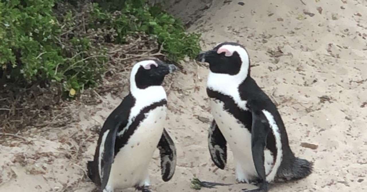 女子ひとり旅 アフリカ縦断の出発地点ケープタウンに到着 Yui Kimura Note