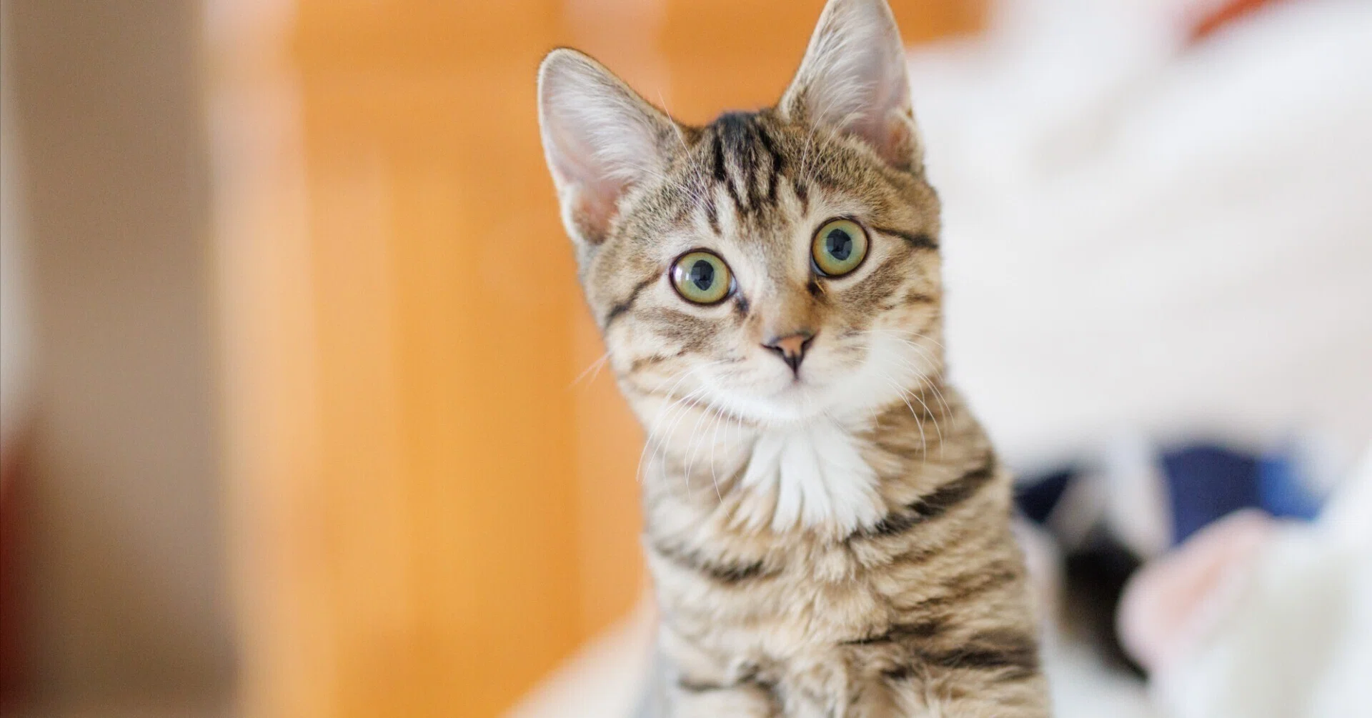 友達にドヤれるペット写真｜猫写真家 猫田晃広（Akihiro Nekota）