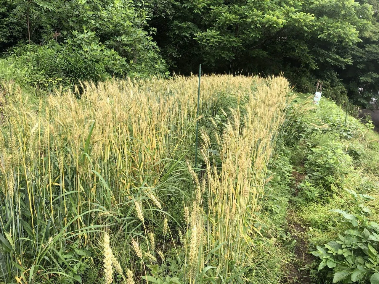 小麦栽培最大の難関｜MUNA_FARM 無農薬自給自足