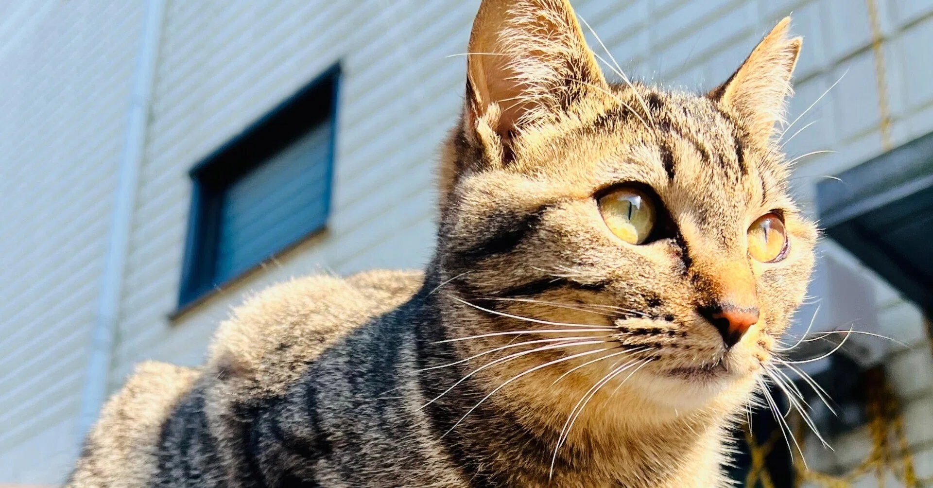 川崎市のさくらねこさんたち🐈｜E-kan株式会社
