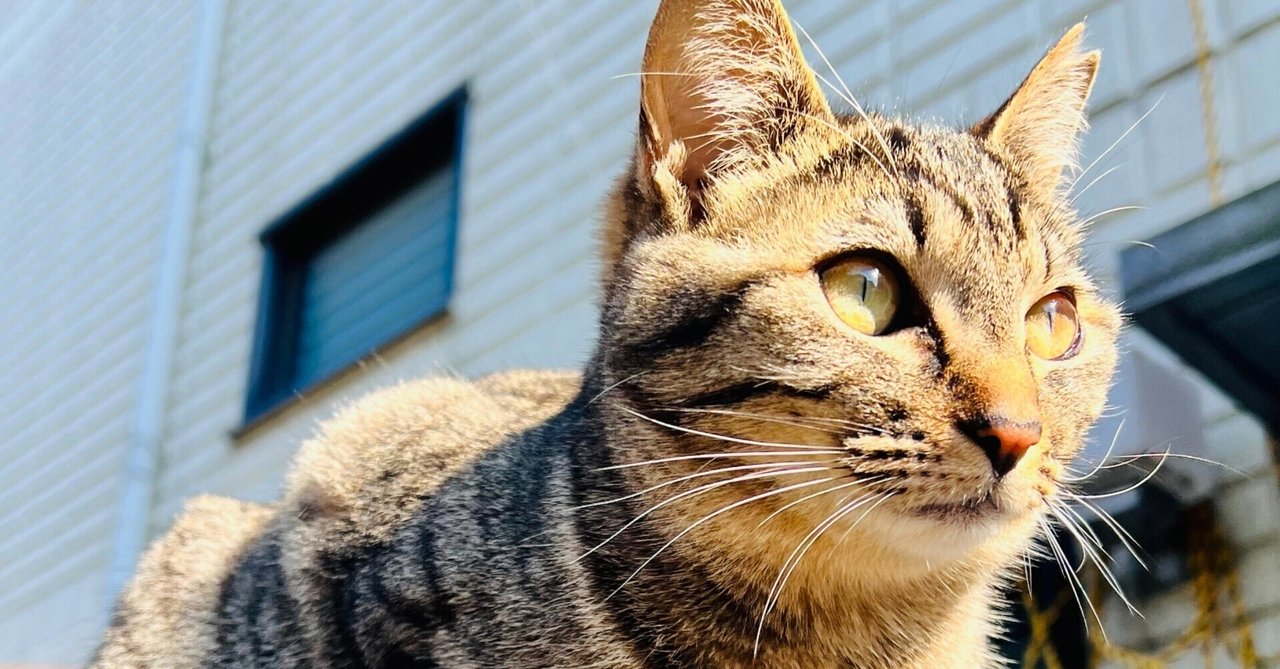 川崎市のさくらねこさんたち🐈｜E-kan株式会社