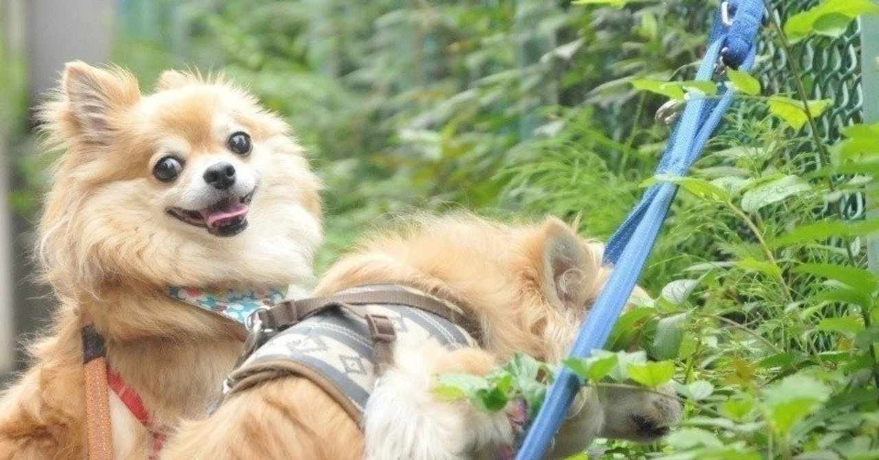 噛む犬は悪くない の新着タグ記事一覧 Note つくる つながる とどける