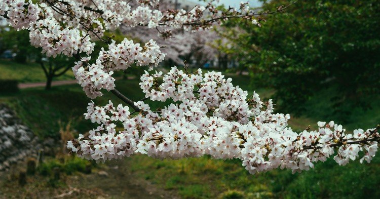 Margaret,Lily,Lily,Rose https://note.mu/tecona/m/ma995cb7a26cf のマーガレットが撮影したら、きっとこんな現像の写真。インスタグラムにも同じものがアップされています。https://www.instagram.com/hitsujigusabooks/