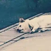 野凪 爽