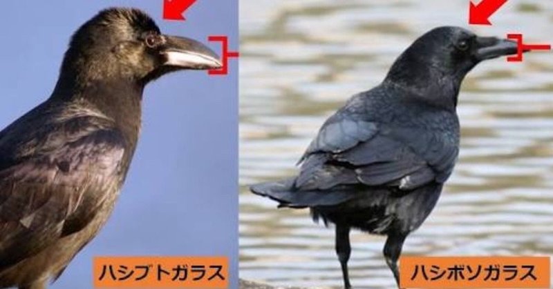 第3回 次に身近な野鳥です