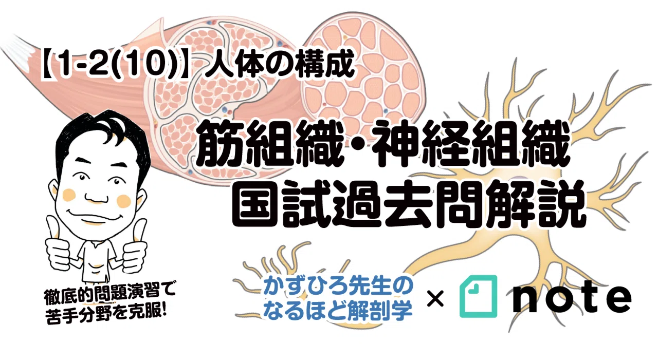 1-2(10)】 筋組織・神経組織 国試過去問｜かずひろ先生（黒澤一弘