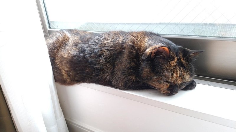 腎不全の猫と長く生きるために 3 宮子あずさ 看護師 著述業 Note 腎不全の猫と長く生きるために 3 宮子あずさ 看護師 著述業 Note