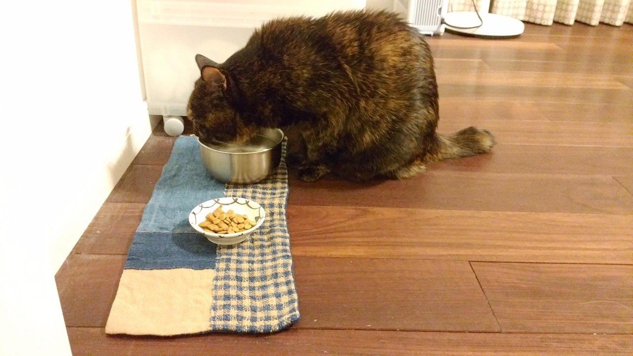 腎不全の猫と長く生きるために ３ 宮子あずさ 看護師 著述業 Note