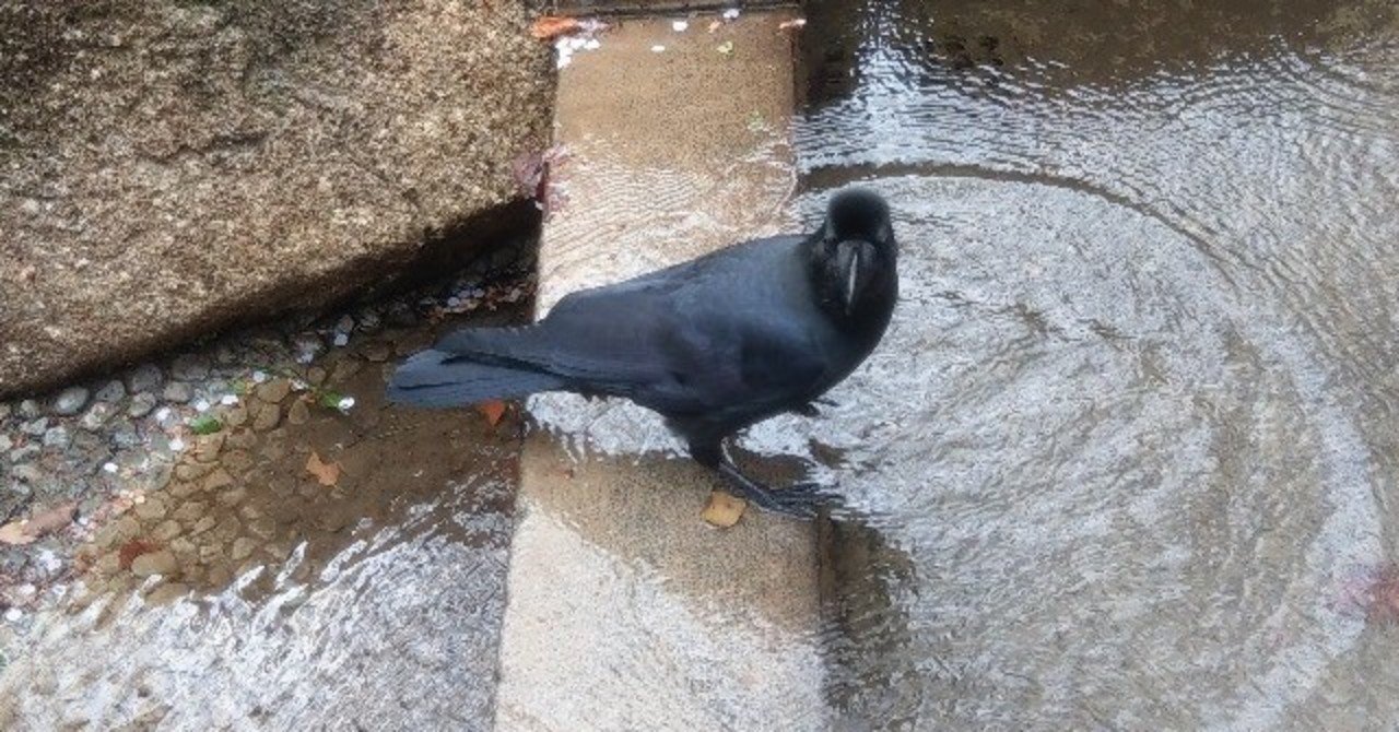 19年3月31日 上野公園 カラスの行水 Siouxcitizen Note