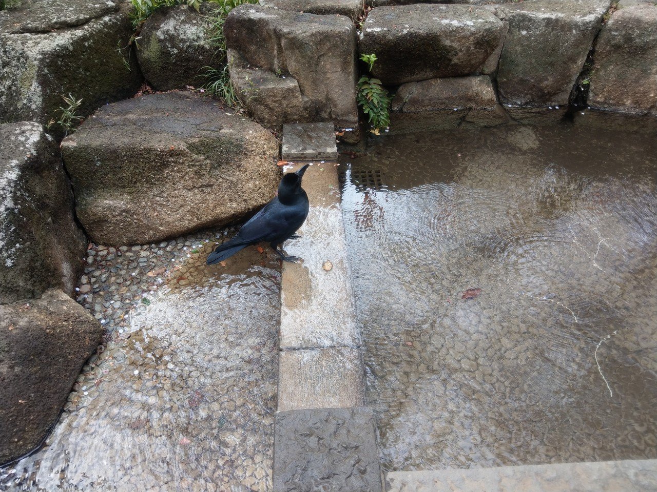 19年3月31日 上野公園 カラスの行水 Siouxcitizen Note 19年3月31日 上野公園 カラスの行水 Siouxcitizen Note