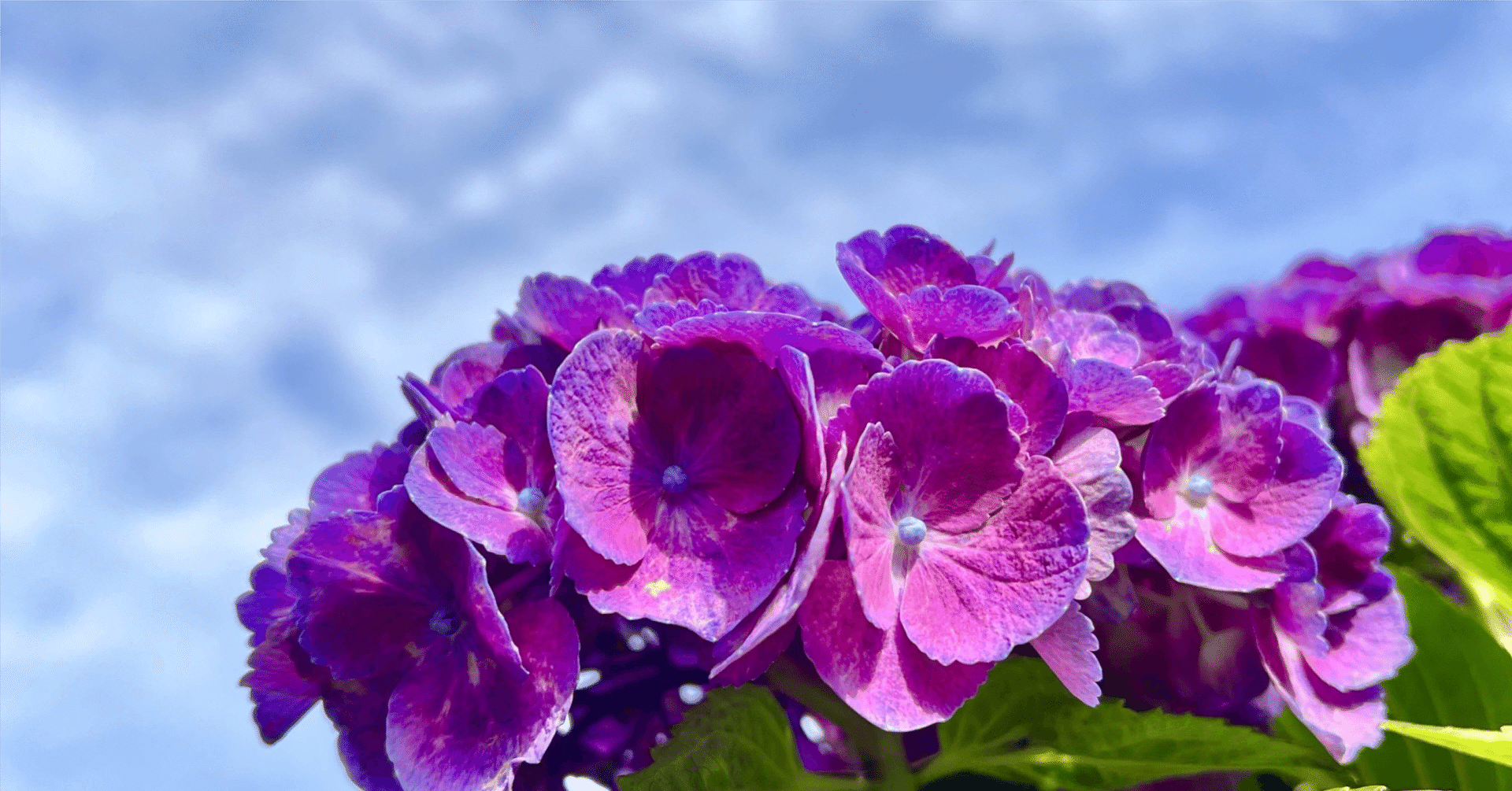 移り気でも、最後は「しがみつく」。 紫陽花の「執念」に心動いた日