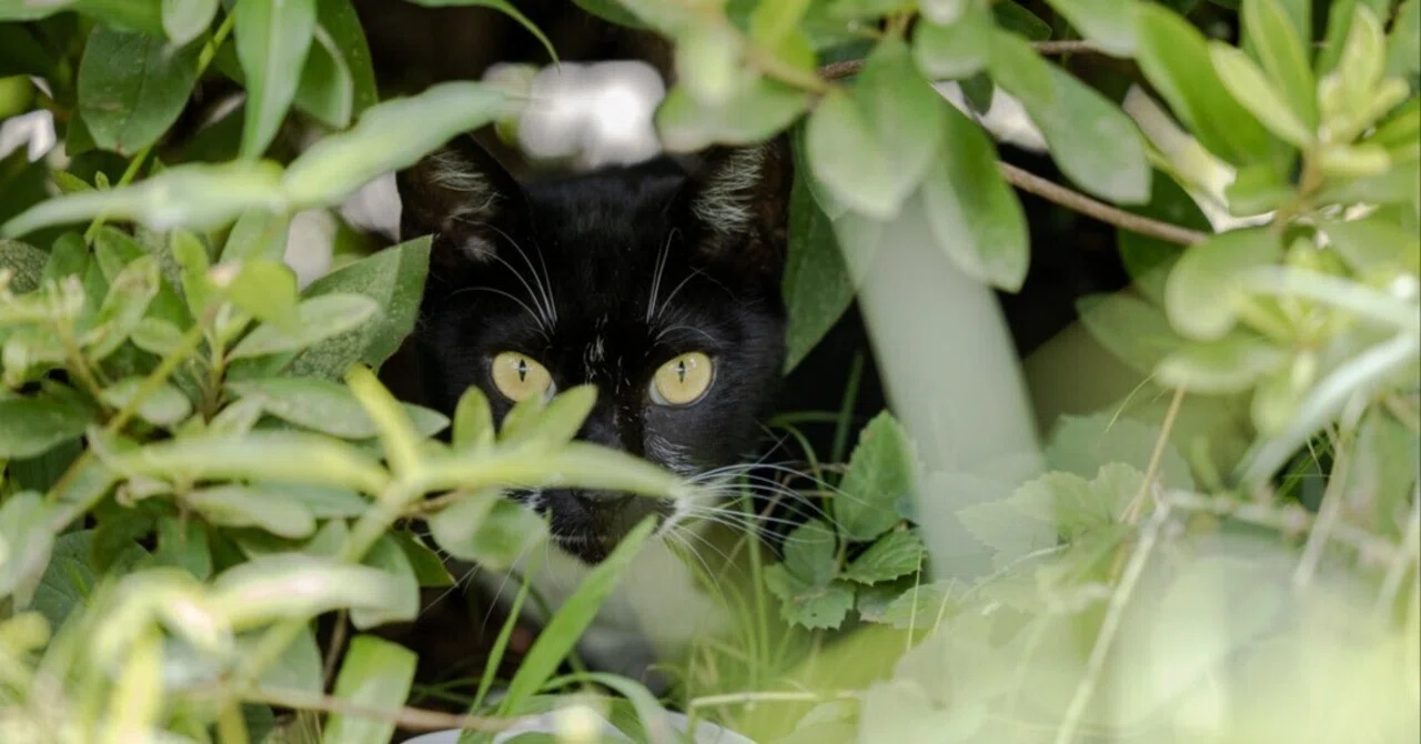 黒猫ちゃんの撮り方｜猫写真家 猫田晃広（Akihiro Nekota）