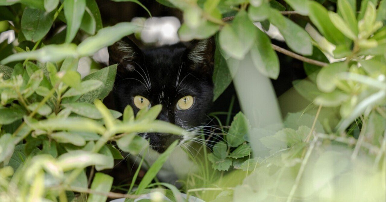 黒猫ちゃんの撮り方｜猫写真家 猫田晃広