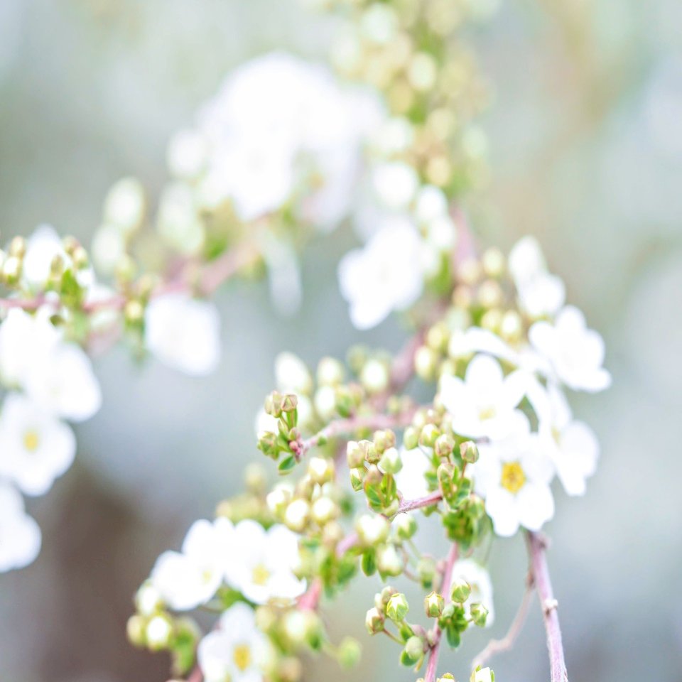 ユキヤナギ Yuki Ota Note