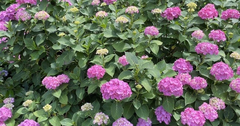 　下田公園に紫陽花を見に行って来ました