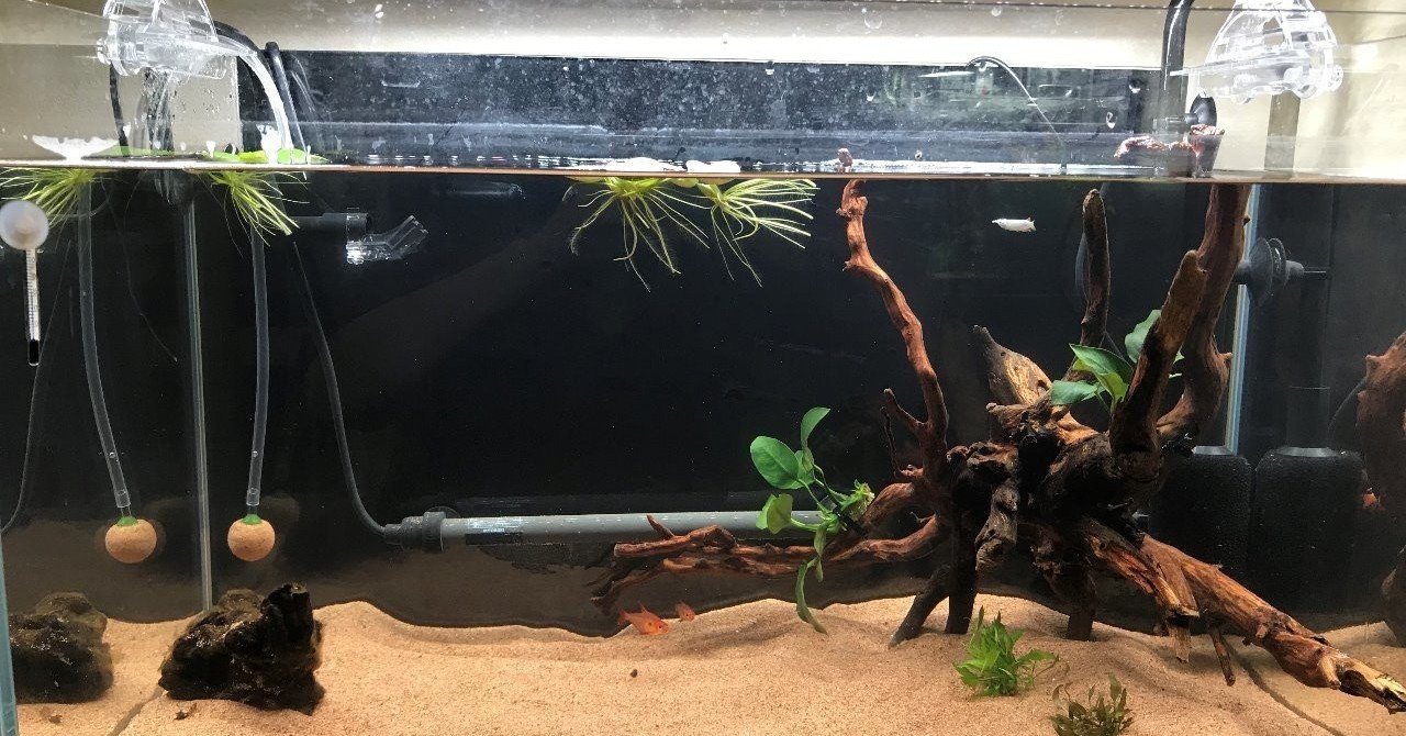 60cm水槽ライト購入 ももきじ Note